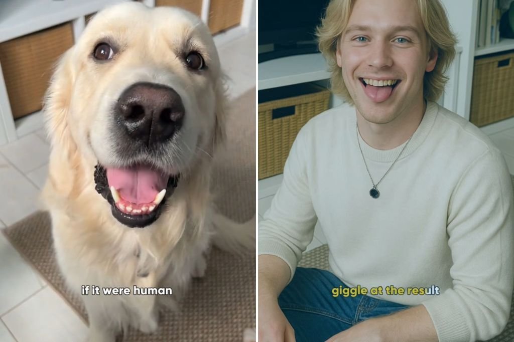 A golden retriever before an after its AI-induced human makeover.